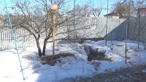 Ловля певчих птиц ЩЕГЛЫ И ЧИЖИКИ