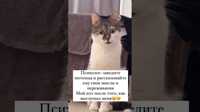 Мой кот после того, как выслушал меня)