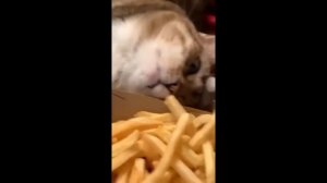 Смешные питомцы #32