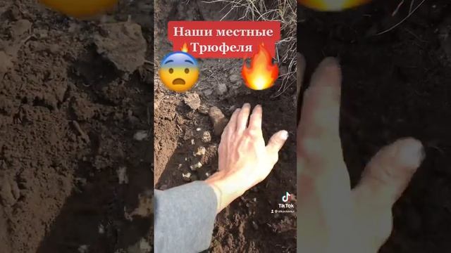 Наши трюфели ))) смотреть онлайн