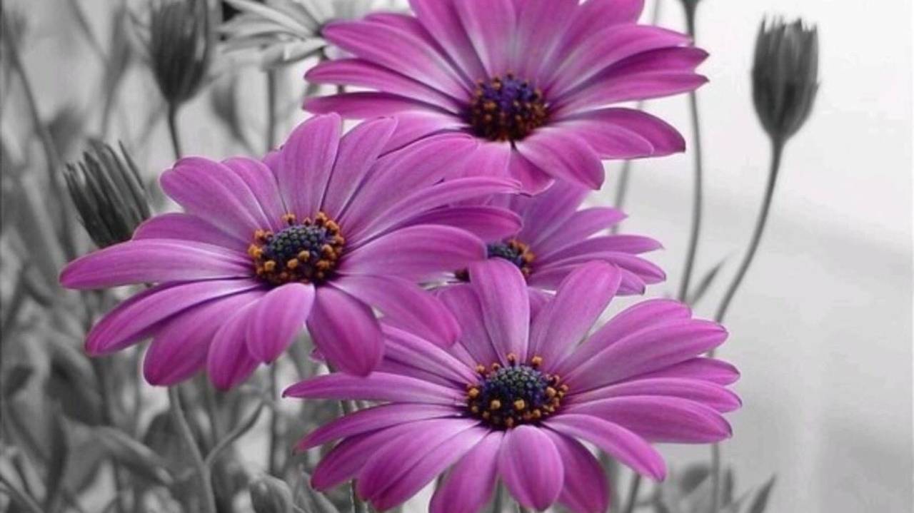 Ваш ТАЛИСМАН НА 2025 год.  🎁🍀🌺🍀🌸🍀🌼