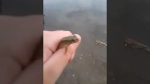 Ловля лягушек #1🐸🐸🐸