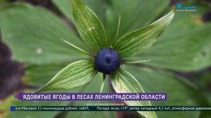 Ядовитые ягоды наших лесов и их опасность для здоровья