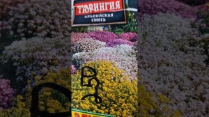 Посев на рассаду многолетних цветов. Смесь " Тюрингия". #многолетниецветы#рассада