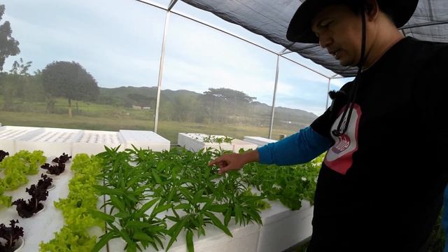 Magkakaalaman na. Tatlong ginamit na Hydroponics Nutrients greenhouse. Alin ang mas mabisa? смотреть онлайн