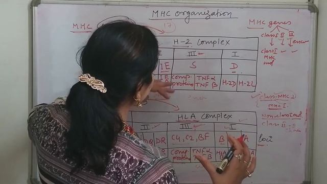 Organization of Major Histocompatibility Complex- A Lecture By Dr. Anita Sinha смотреть онлайн
