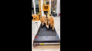 Смешные питомцы #36