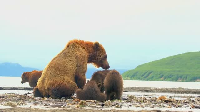 DOLBY VISION HDR 🌿 12K VIDEO ULTRA HD - Unbelievable Colorful Animal World BGM