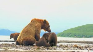 DOLBY VISION HDR 🌿 12K VIDEO ULTRA HD - Unbelievable Colorful Animal World BGM