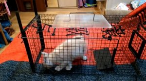 Кошколовка (котоловка)