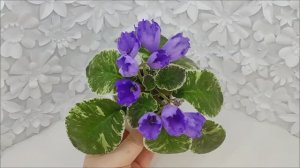 Фиалка КНН-Крокус