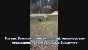 Коляска-тренажер для крупной собаки (САО Бим)
