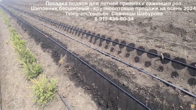 Посадка шиповника толщиной спичка/пол спички для летней прививки саженцев роз  10 апреля 2024