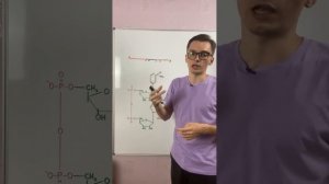 Никотинамидадениндинуклеотид (НАД)