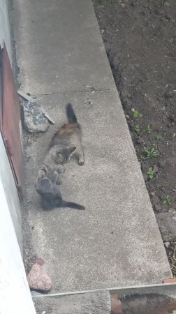 Живопырка со своей мамкой.