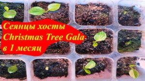 Сеянцы хосты Christmas Tree Gala в 1 месяц