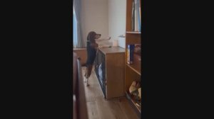 Смешные собаки и кошки нарезка приколов