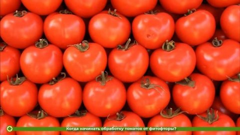 Когда начинать обработку томатов от фитофторы? | toNature.Info