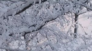 15 декабря