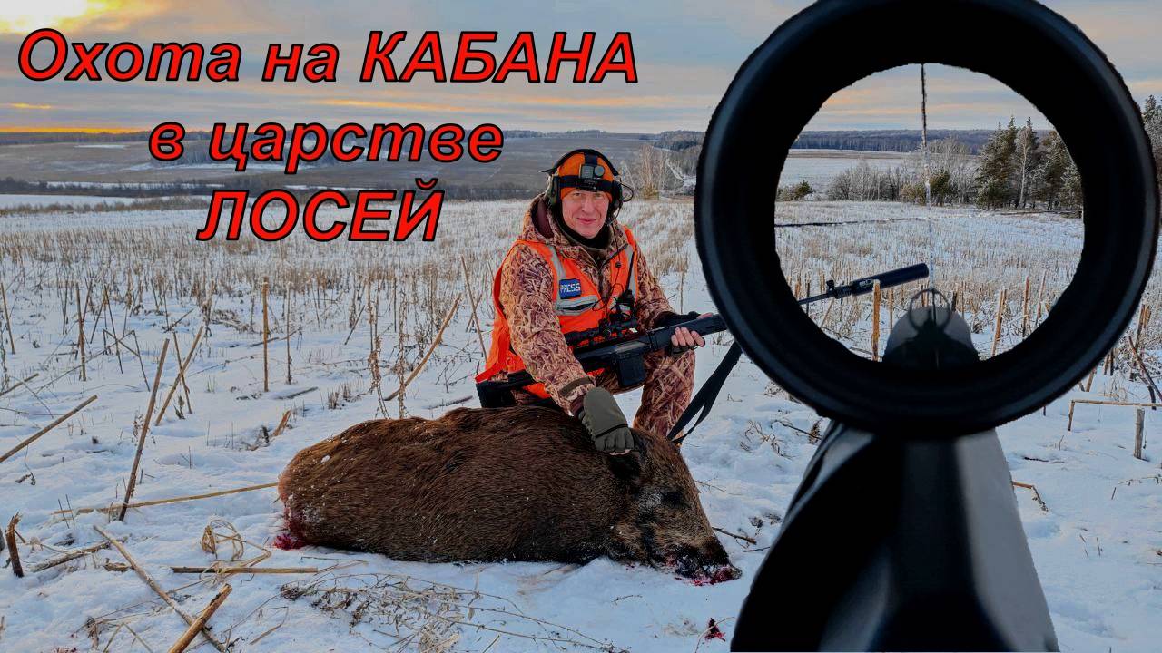 Добыл два кабана в Царстве Лосей! Огромное количество сохатых!