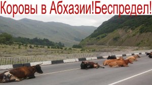 АБХАЗИЯ на трассе  стоят КОРОВЫ! Это МЕСТНЫЙ БЕСПРЕДЕЛ!