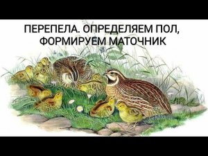 ПЕРЕПЕЛА. ОПРЕДЕЛЯЕМ ПОЛ ПТИЦЫ, ФОРМИРУЕМ МАТОЧНИК.