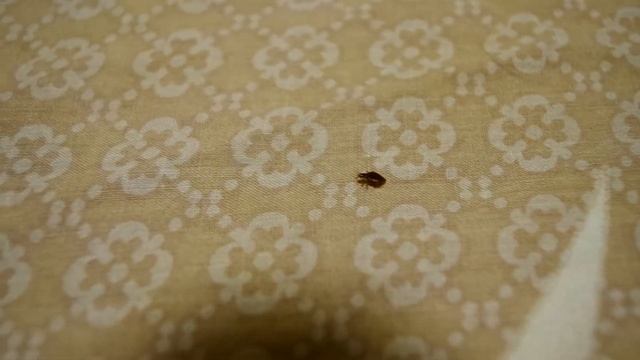 Клоп постельный бегает по постели / Cimex Lectularius Is Running