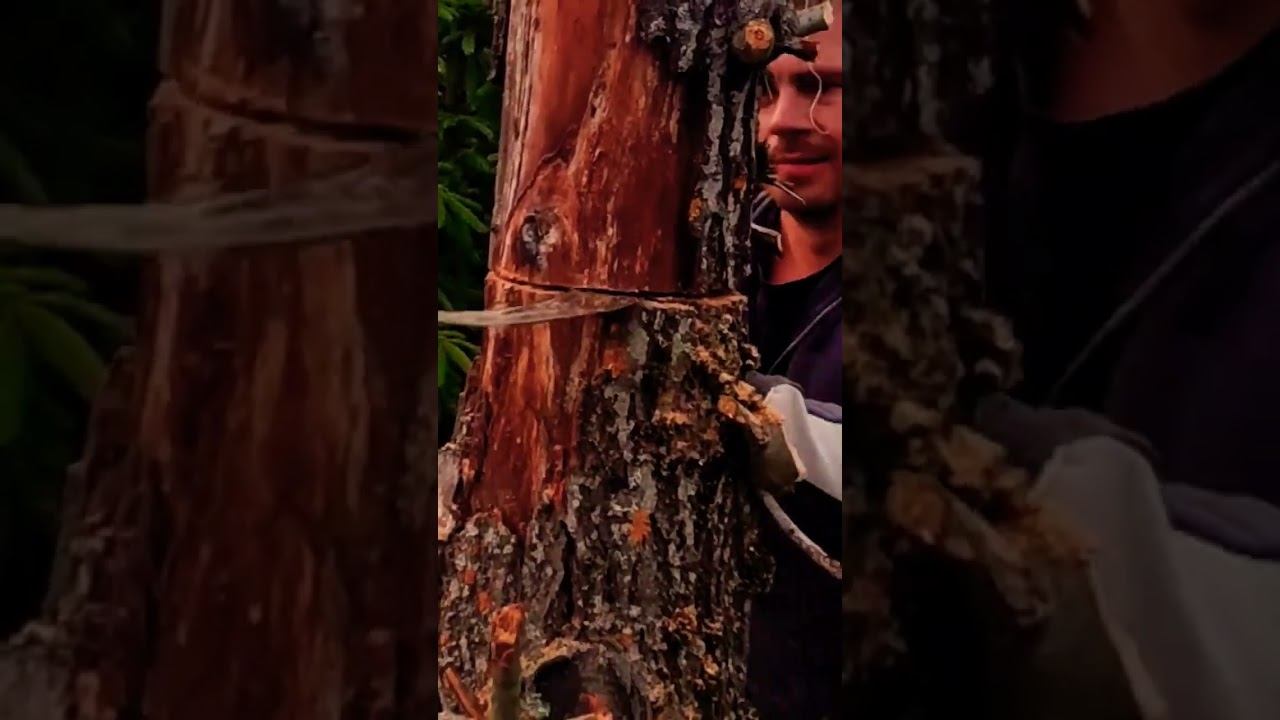 Как спилить засохшее  дерево ?)