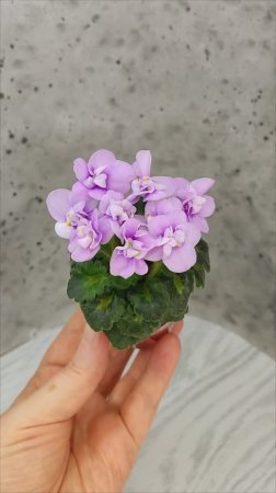Фиалка Fay's Madeleine