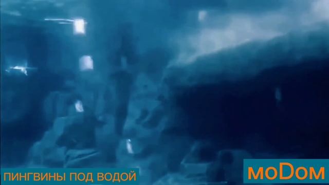 ПИНГВИНЫ НА СУШЕ И ПОД ВОДОЙ смотреть онлайн