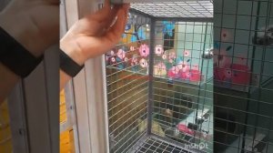 Монтаж съёмного вольера антикошка