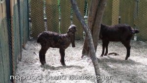 Восточные козы Камори с длинными ушами и горбатым носом очень редкая порода животных.