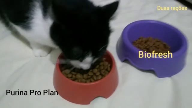 Qual ração ele vai escolher, Purina Pro plan ou Biofresh! смотреть онлайн