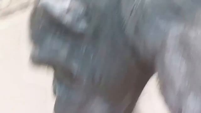 шимпанзе chimpanzee