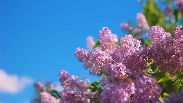 Aakash Gandhi--Dreamland Relaxing InstrumentaI Background Music@Планета11