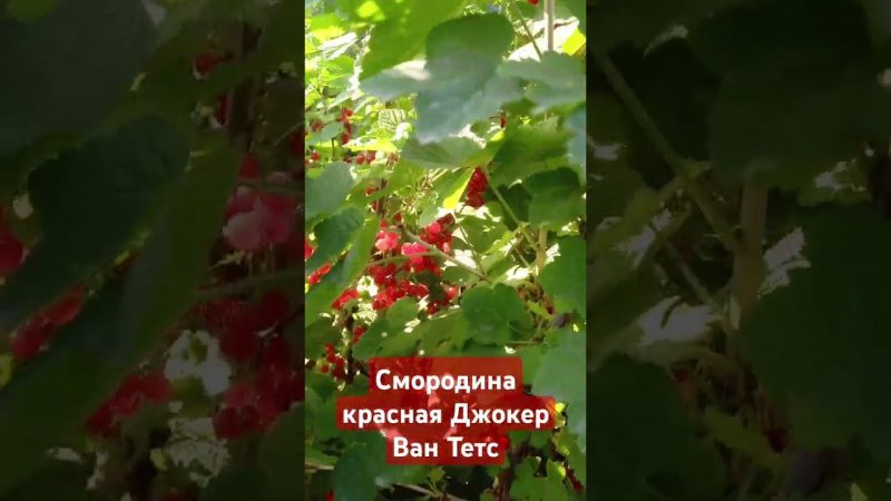 смородина красная Джокер Ван Тетс #garden #дача #сад