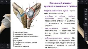 Грудино-ключичный сустав, акромиально-ключичный сустав. Связки. Мышцы. Иннервация. Васкуляризация.