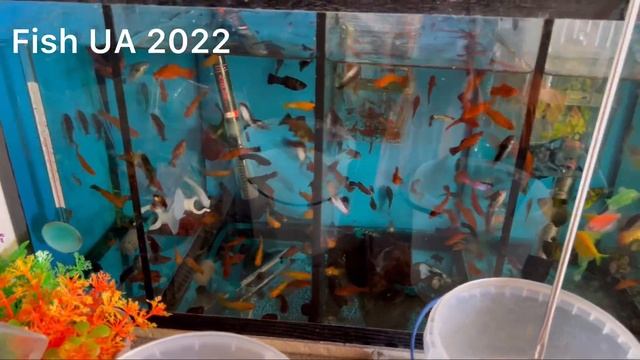 Зоорынок Днепр 23.06.2024 ( Птичка Днепр, ЦАВ на Курчатова 10) смотреть онлайн