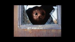 КТО ТАКОЙ БЕГЛЕЦ - ТРЕВОР ХЕНДЕРСОН