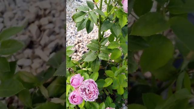 роза Мисти Баблс #розы #дача #rose #цветы #садоводство #растения #garden #любовь