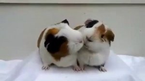 Смешные хамеки