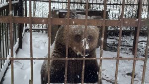 Неравнодушные люди: в Ленобласти спасли медведицу, брошенную хозяином в клетке