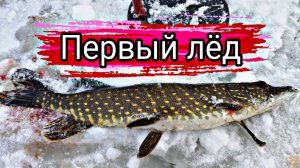 Живец замер когда увидел эту щуку. Первый лёд ловля щуки на жерлицы зимняя рыбалка.