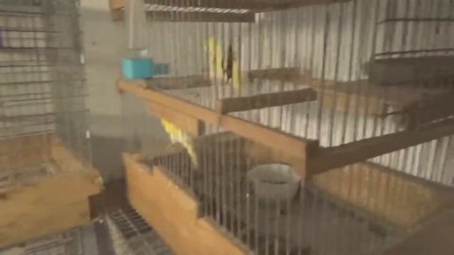 Разведение канареек Формируем пары и проверяем яйца на оплодотворенность