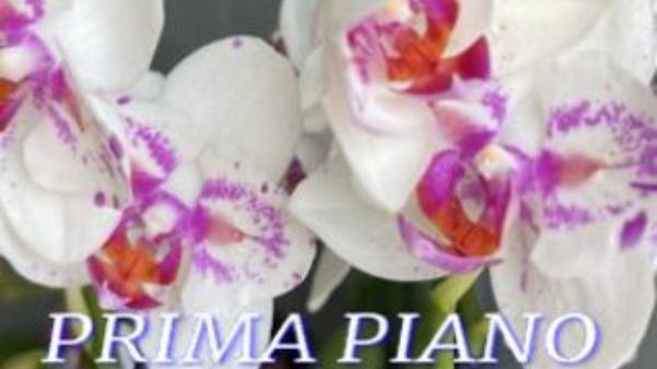 №996/ ПЕРЕСАДКА орхидеи  PRIMA PIANO с ДЕТКОЙ