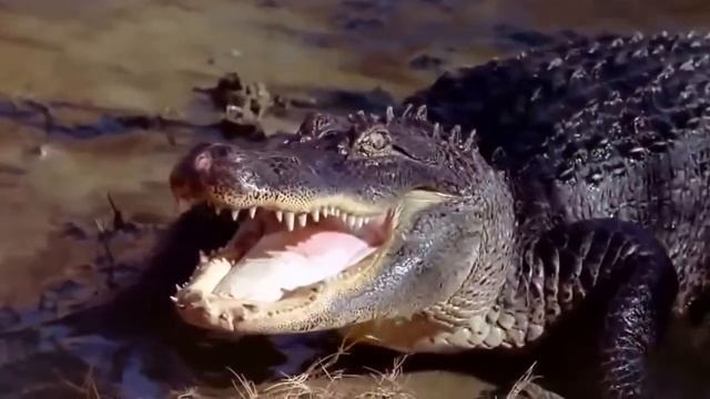 Cosmic Voyage ( Full HD ) смотреть онлайн