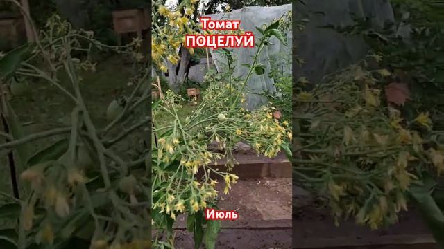 Томат Поцелуй середина Июля #дом #garden#nature #flowers #лето #дача #цветы #огород #томат #помидор