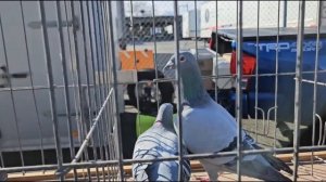 #голуби #хорошеенастроение #pigeon #США  Ярмарка голубей в Нью.Джерси