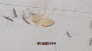 모기 50마리를 왕사마귀에게 주었더니.. 대박!!!(feat.깡충거미)