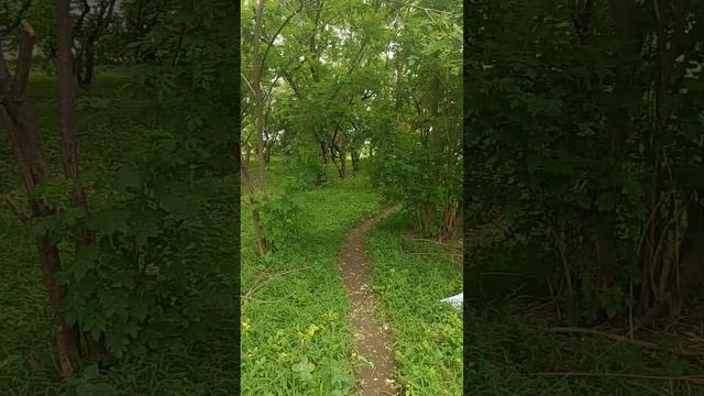 Green Nature #nature #Grass #janwal #natural смотреть онлайн